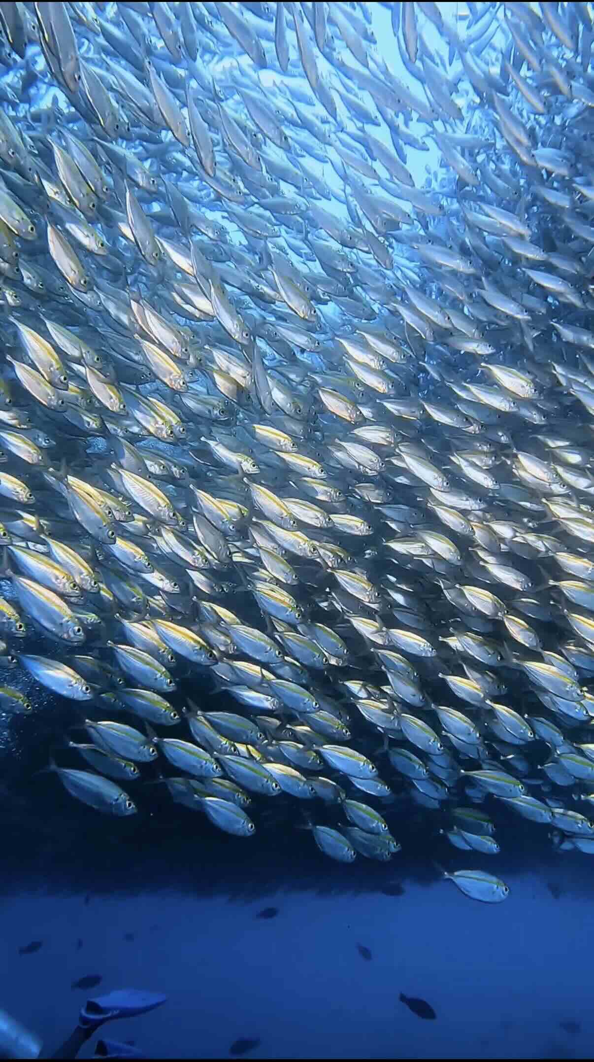 Big school of fish near Sail Rock