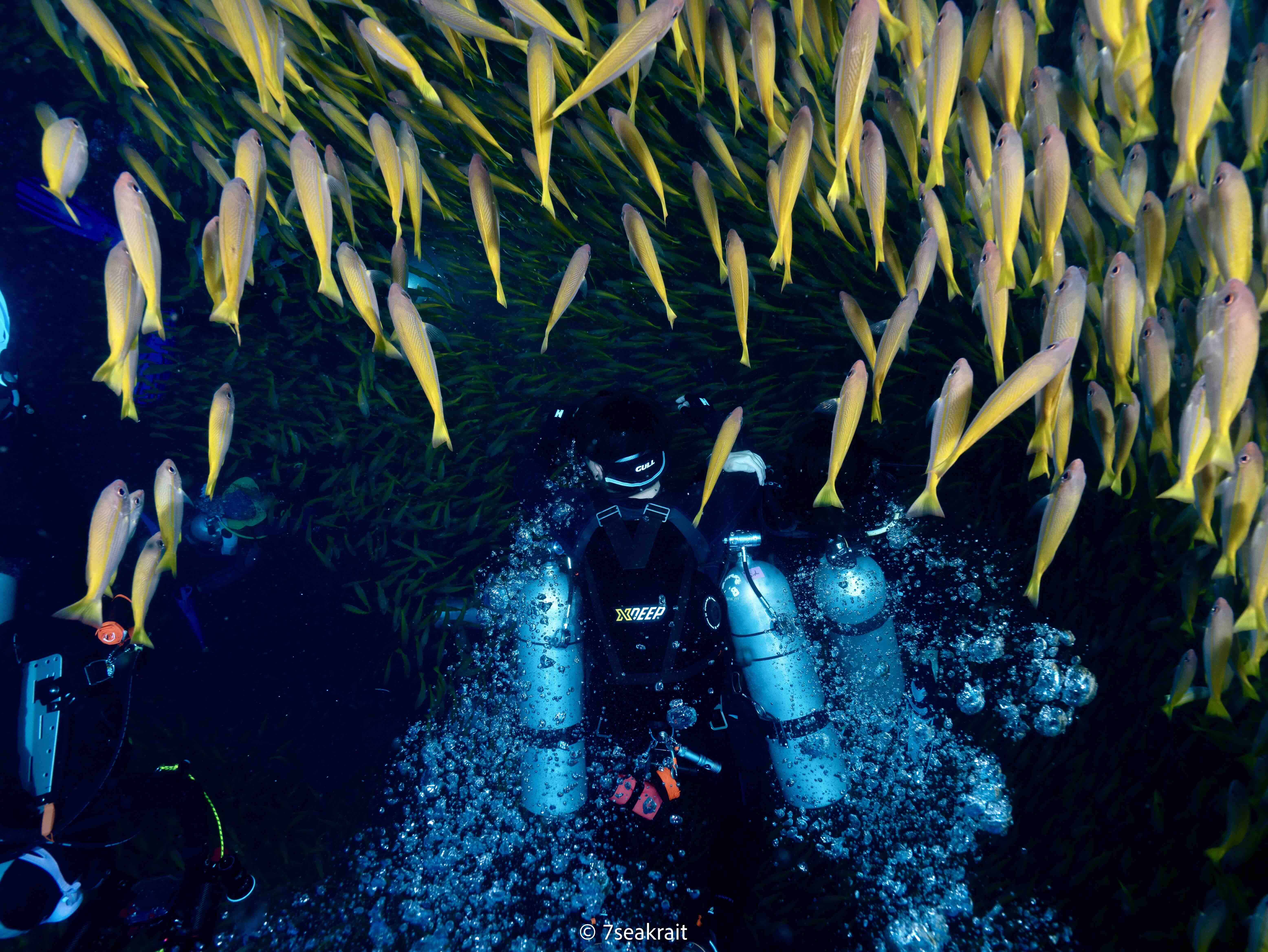 School of fish over a reef at a Koh Tao dive site