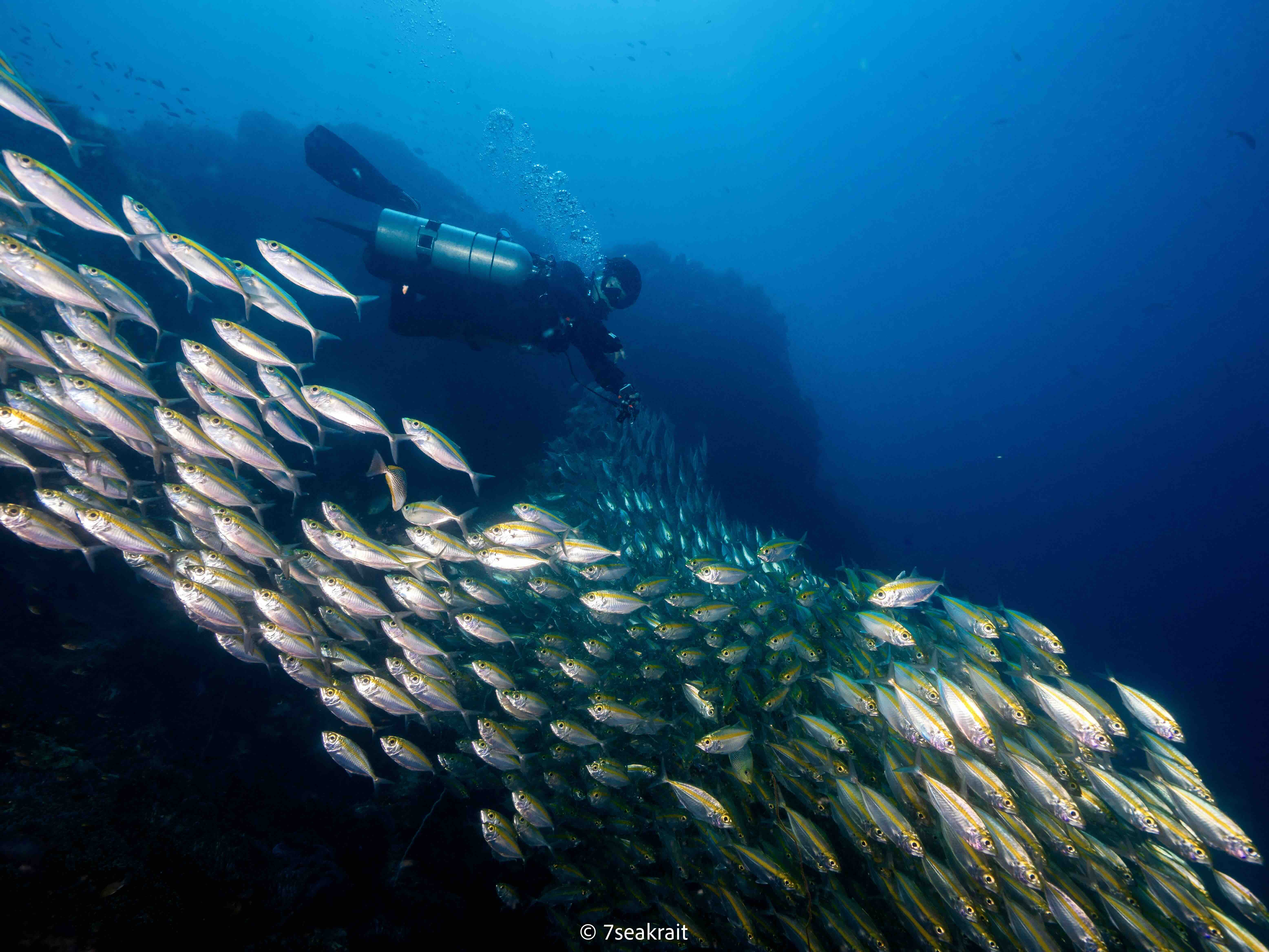 Diver hovering above coral during a fun dive in Koh Tao