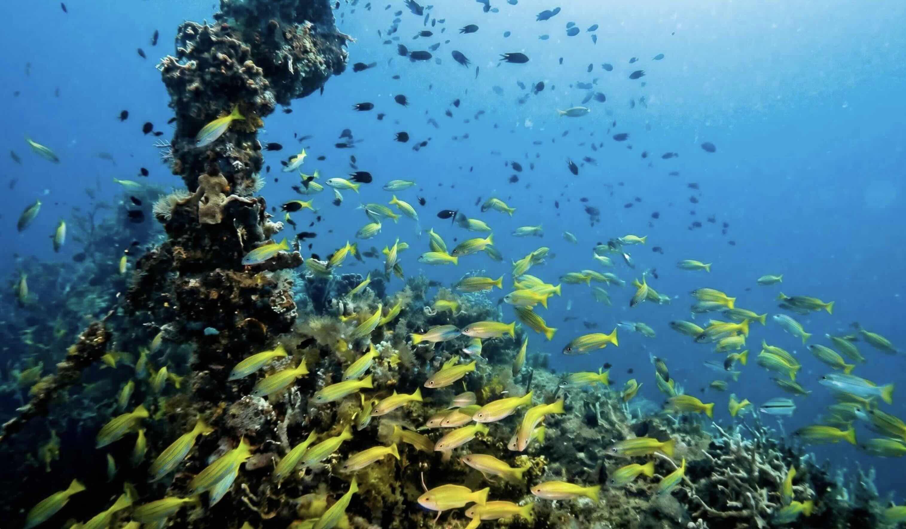 big scool of fish swimming above a wreck