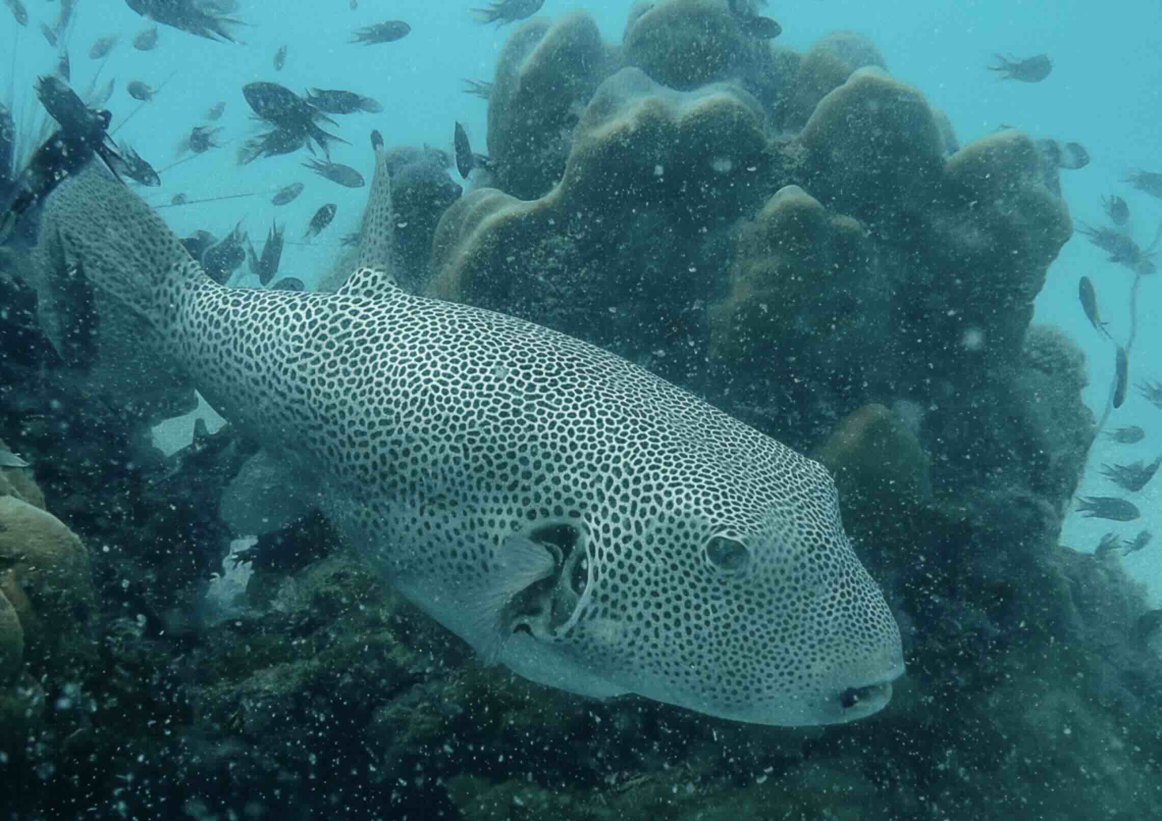 a cute puffer fish hover above a hard coral