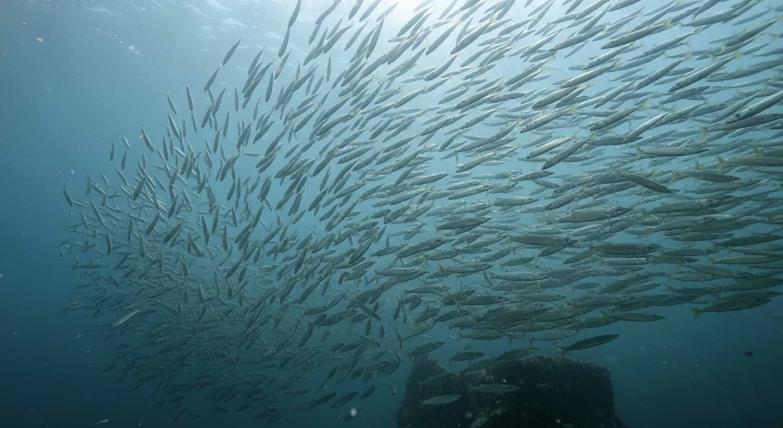big scool of barracuda swimming above around a wreck