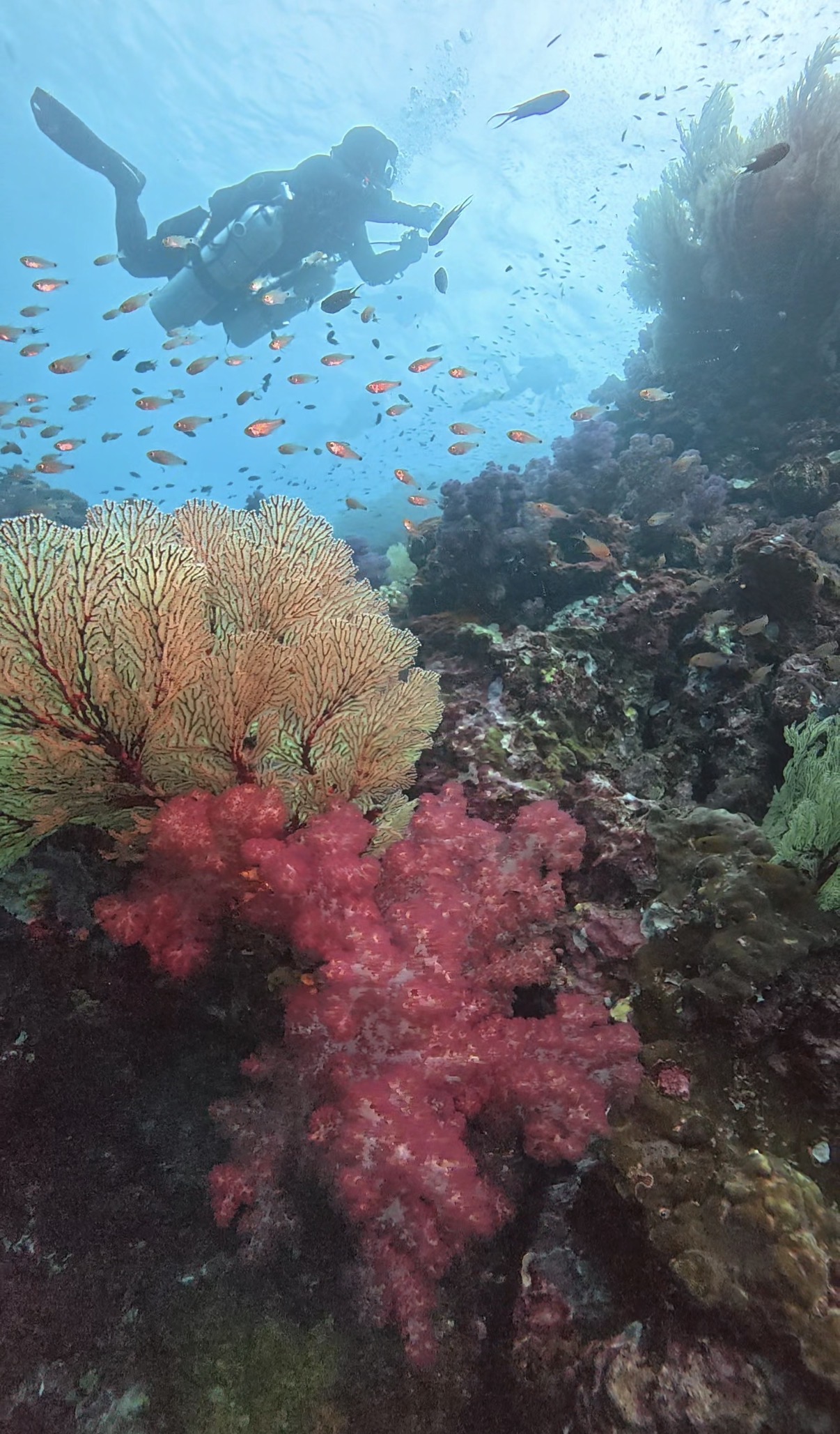 Soft coral at Phuket dive site, Similan