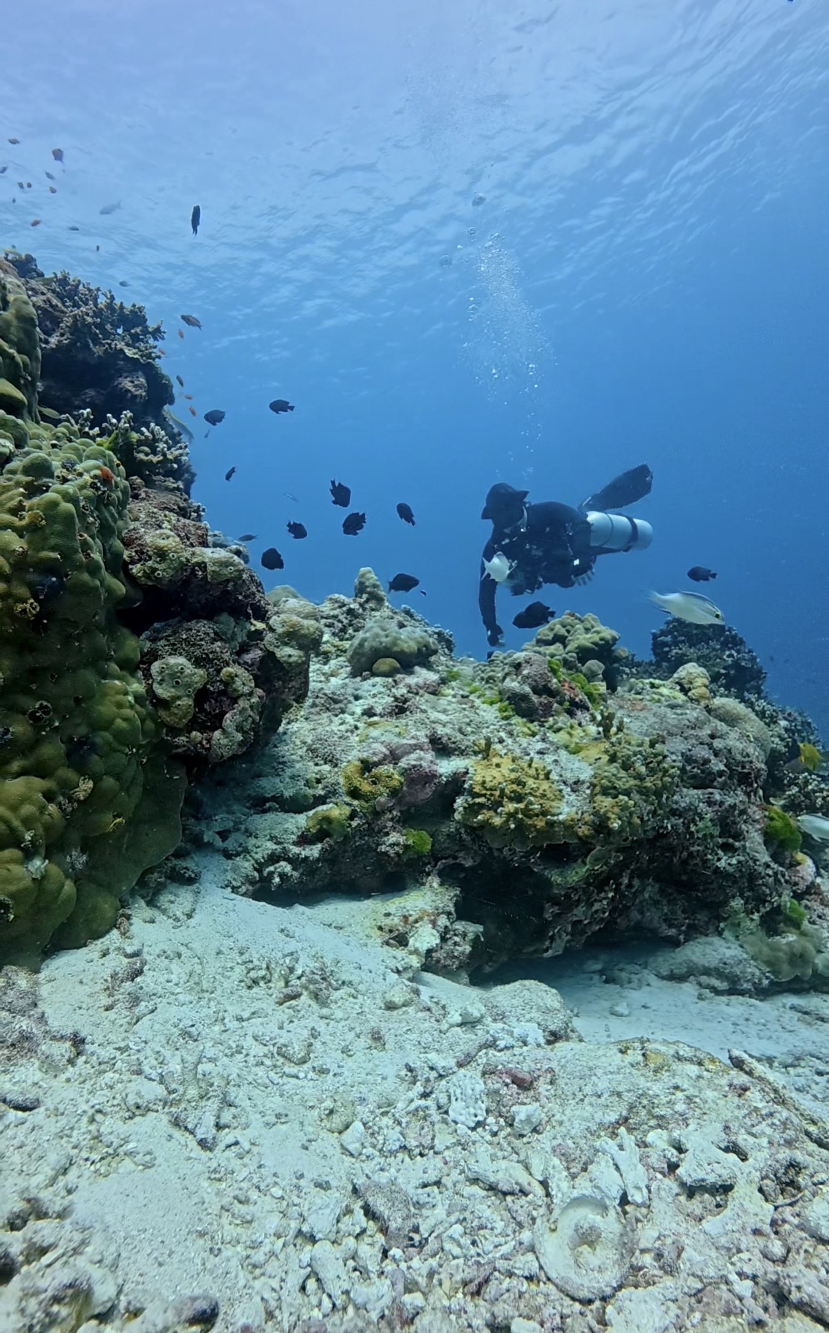 Diver hovering above coral during a fun dive in Phuket