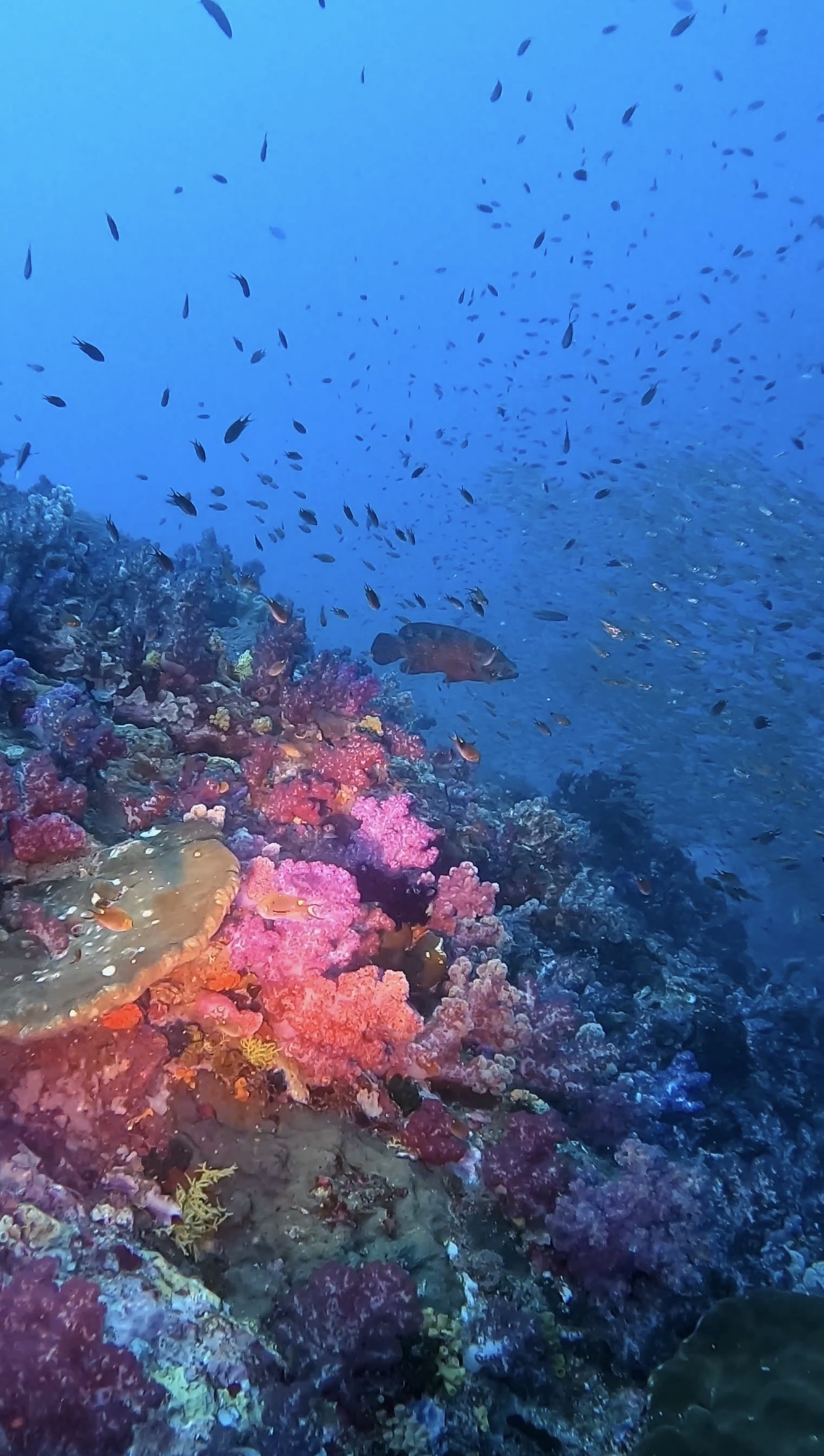 A big grouper fish hovering above the soft coral
